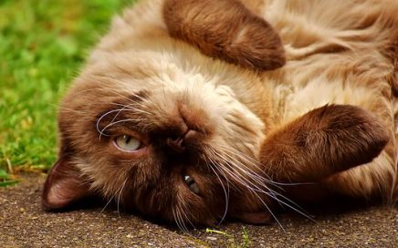 Ontspannen kat na inzetten Bach bloesems voor katten bij stress