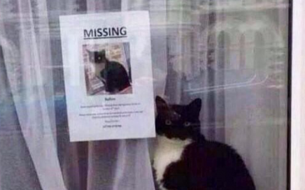 Vermiste katten