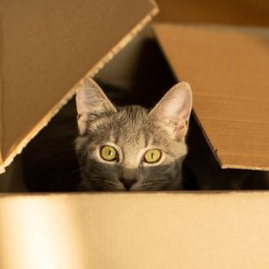kat zit in een doos door vuurwerkangst