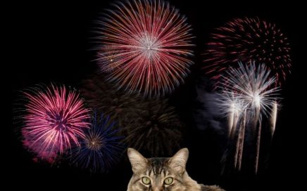 kat is bang voor vuurwerk