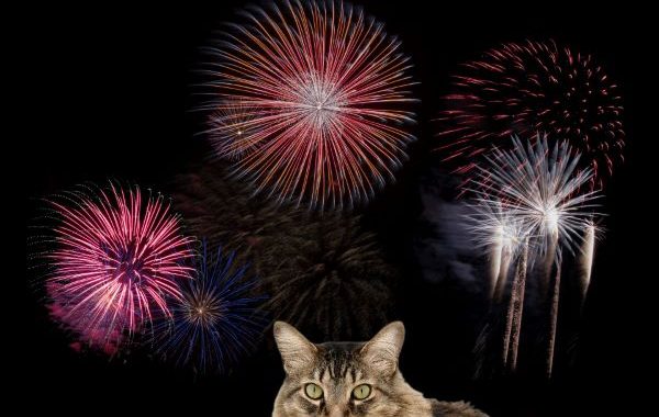 Bange kat op de voorgrond wanneer er vuurwerk wordt afgestoken op de achtergrond