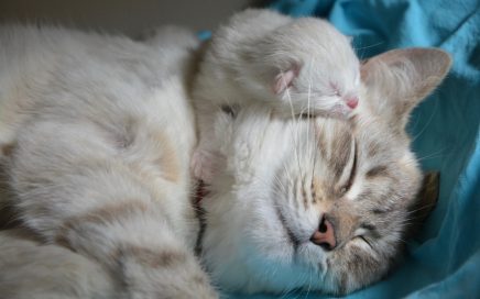 Katten warmte kittens