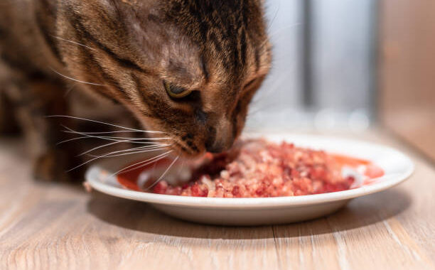 Kat eet kvv van een bordje
