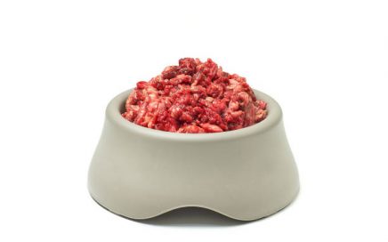 KVV voor katten in een voerbakje