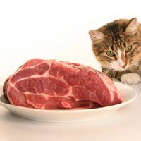 Voedingsadvies voor katten