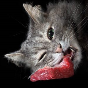 Vers vlees voor katten