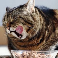 wat is goede voeding voor katten