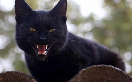 Zwarte kat middeleeuwen