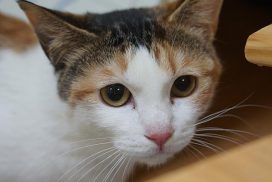 Symptoom angstige kat zijn grote ogen