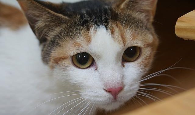 bange kat heeft grote ogen