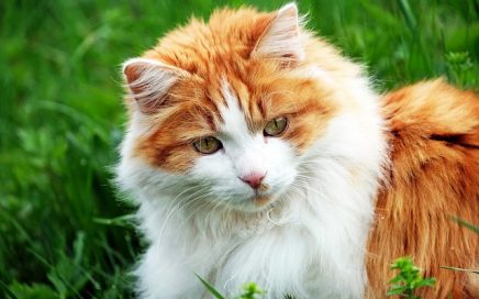 Rode kat met lang haar