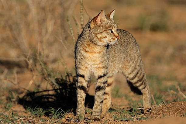 Noord Afrikaanse Wilde kat