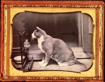 Oudste foto kat alleen