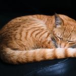 Rode kattendag
