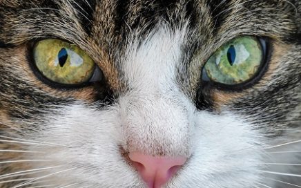 Kattengedrag kattenvoeding en emoties van katten