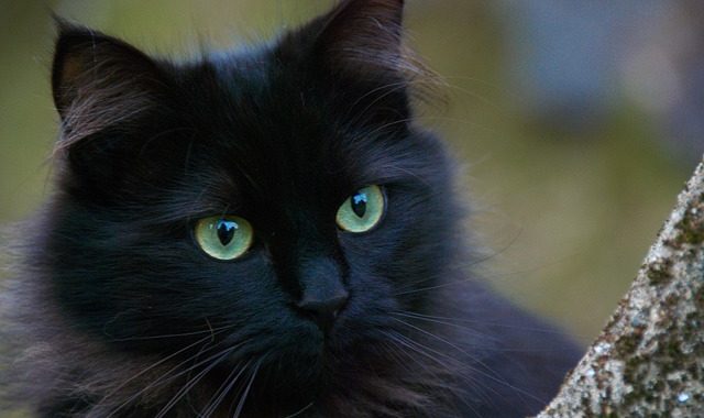 27 oktober Black Cat Day