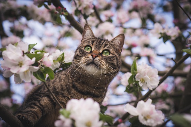 bachbloesem katten; kat hoog in de boom die in bloei staat met bloesems.