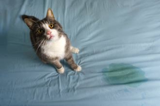 kat heeft op bed geplast