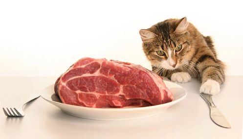 vers vlees voor kat