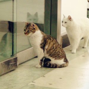 Katten houden nieuwsgierig in de gaten wat er achter het glas gebeurd