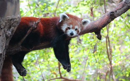 Rode panda hangt heerlijk te luieren op een tak
