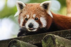 Close up van een rode panda