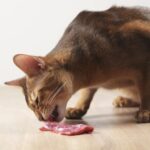 kat eet B.A.R.F. en kvv bij nierfalen, blaasgruis of afvallen