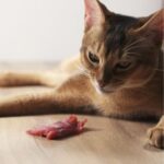 kattenpraktijk voor natuurlijke voeding op maat voor jouw kat