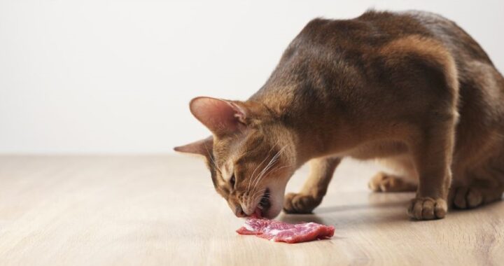 wat is barf voor katten natuurlijke voeding kat