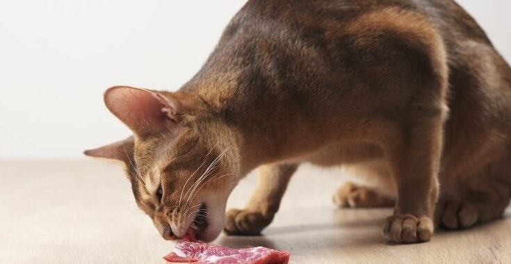 Kat eet rauw vlees als maaltijd BARF voor katten