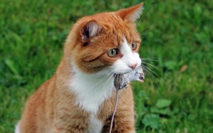 natuurlijke voeding katten