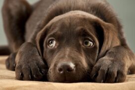 Bach bloesem druppeltjes hond