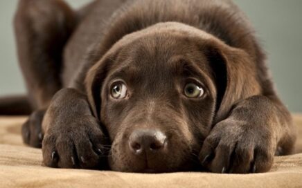 hond is bang voor vuurwerk