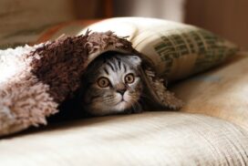 Bach bloesem druppeltjes kat