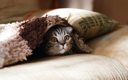 kat is bang voor vuurwerk