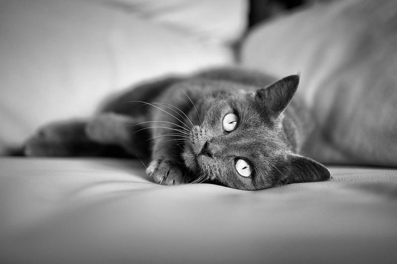 De Vrolijke Huiskat voor een gezonde en vrolijke kat in huis
