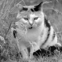 Naar advies: gedragstherapie voor katten in o.a. Breda, Tilburg en Den Bosch