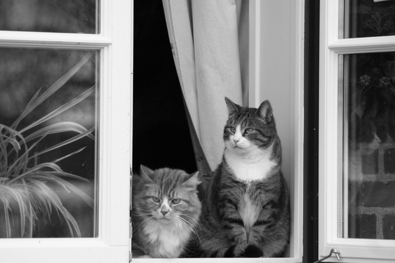 Katten kijken uit raam in Den Bosch wachtend op kattengedragstherapeut
