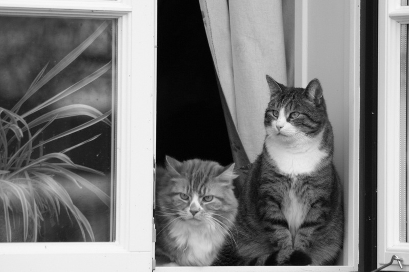 Katten kijken uit raam in Bergen op Zoom wachtend op kattengedragstherapeut