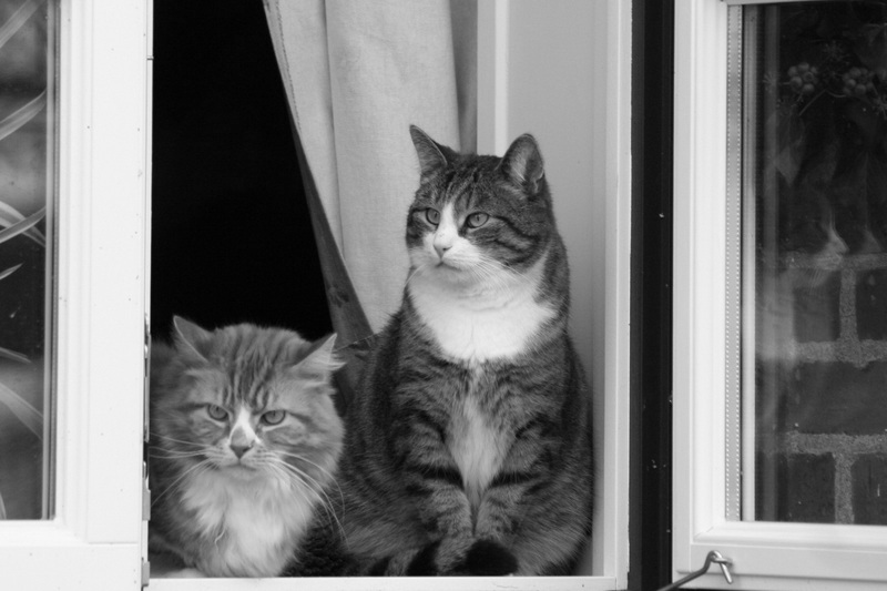 Katten kijken uit raam in Tilburg wachtend op kattengedragstherapeut