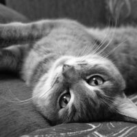 Naar advies: katten gedragsadvies aan huis