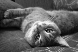 Naar advies: katten gedragsadvies aan huis in o.a. Breda, Tilburg, Den Bosch en Bergen op Zoom