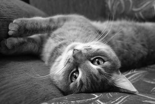 Kattengedragstherapeut aan huis voor hulp bij agressieve kat in Breda Tilburg Den Bosch Roosendaal