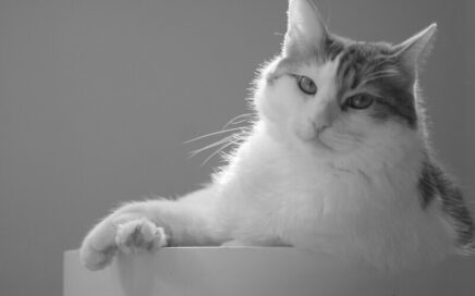 Met persoonlijke begeleiding help ik jouw kat die in huis of buiten de bak plast weer ontspannen en probleemloos de kattenbak gebruiken