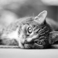 Lees over advies: gedrag, voeding & ondersteuning