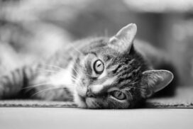 Lees over advies: gedrag, voeding & ondersteuning voor katten