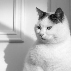 Witte kat wacht bij voordeur op kattenfluisteraar Breda