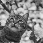 Naar informatie over Bach bloesem remedies voor katten