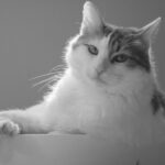 Naar gedragsadvies: plasproblemen bij katten