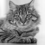 Naar blog: wat is het beste nierdieet voor katten
